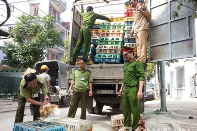 Tết này gia cầm nhập lậu sẽ ít hơn